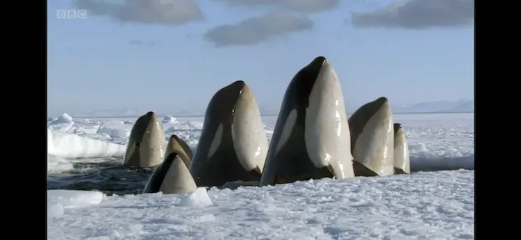 Killer whale (Orcinus orca) as shown in Frozen Planet - Spring